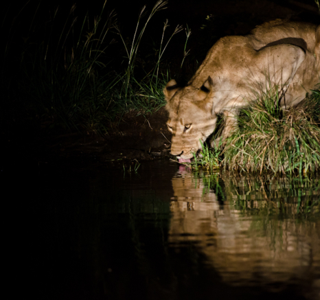 Southern Pride Drinking 3 Southern Pride Drinking 3