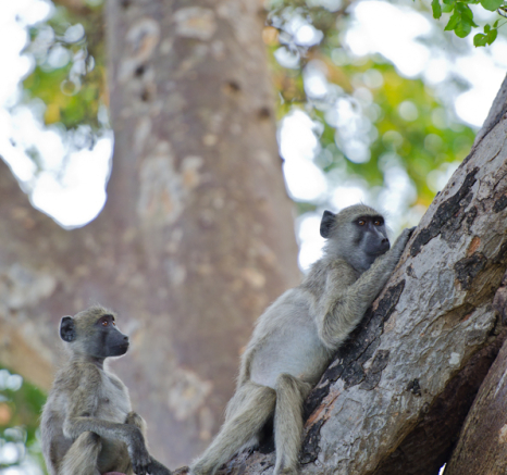 Baboon 3 Baboon 3