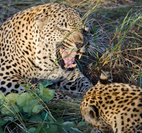 Leopards Mating At LBC 7 Leopards Mating At LBC 7
