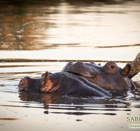 11Franscois Rosslee Hippo 1 Of 1 Final 11Franscois Rosslee Hippo 1 Of 1 Final