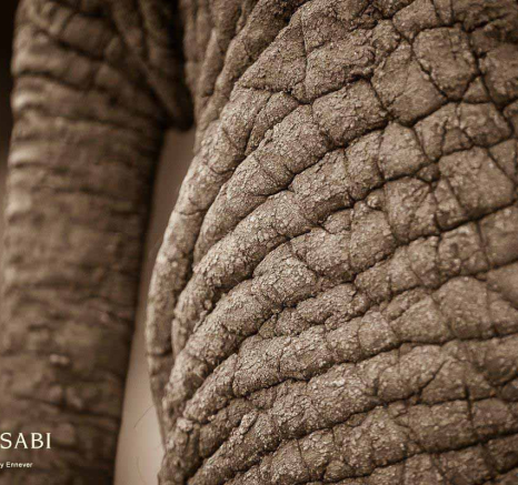 36Terry Ennever Elephant Texture Final 36Terry Ennever Elephant Texture Final