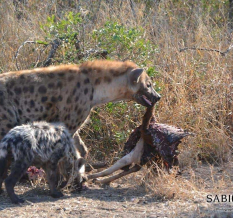 16Ronald Mutero Hyena 16072019 2 Final 16Ronald Mutero Hyena 16072019 2 Final