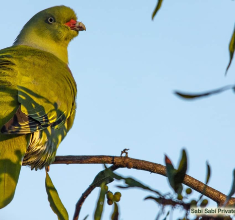 04Kerry Lee Roberg Green Pigeon Final
