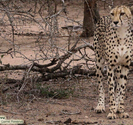 42andries Ndlovu Cheetah 051119 3 Final 42andries Ndlovu Cheetah 051119 3 Final