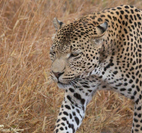 23Greg Heasman White Dam Male Leopard 170620 2 Final 23Greg Heasman White Dam Male Leopard 170620 2 Final