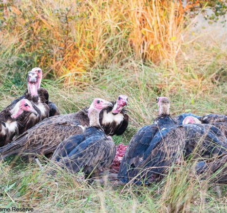 18ronald Mutero Vultures And Hyena 27042021 FINAL 18ronald Mutero Vultures And Hyena 27042021 FINAL