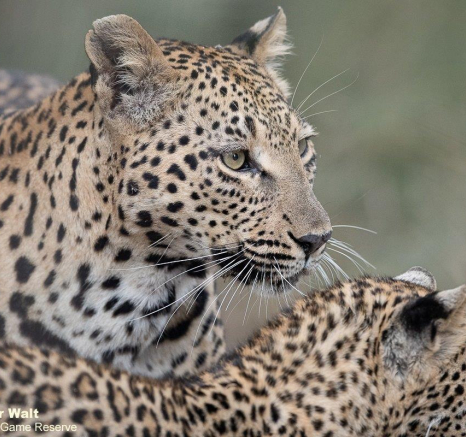 16Tyron Van Der Walt Ntsumi Cub 060521 4 Final