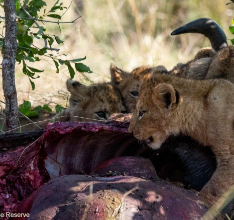 20ronald Mutero Stix And Cubs 17062021  10 Final 20ronald Mutero Stix And Cubs 17062021  10 Final