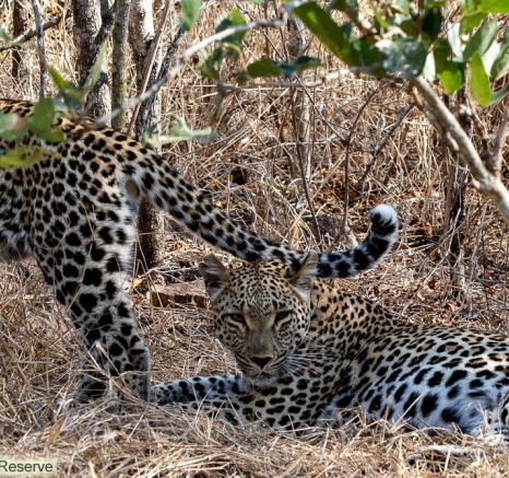A33ronald Mutero Tsumi And Cub 27092021  4 Final A33ronald Mutero Tsumi And Cub 27092021  4 Final