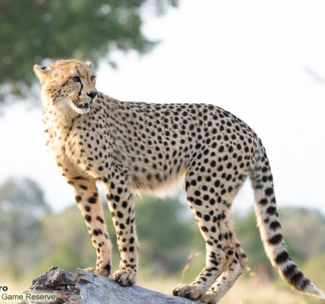 A03Ronald Mutero Cheetah And Cub 31052022 3 Final