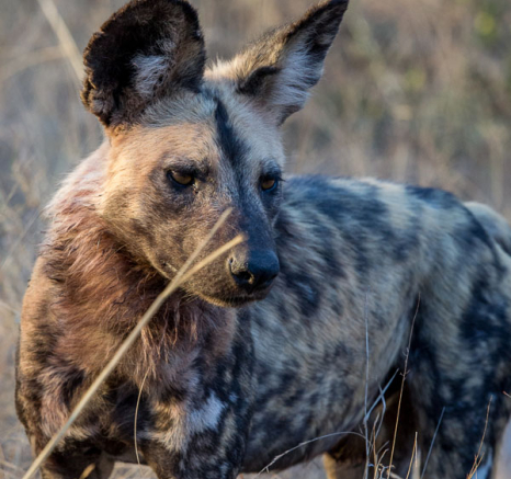 Wild Dogs 3 Wild Dogs 3