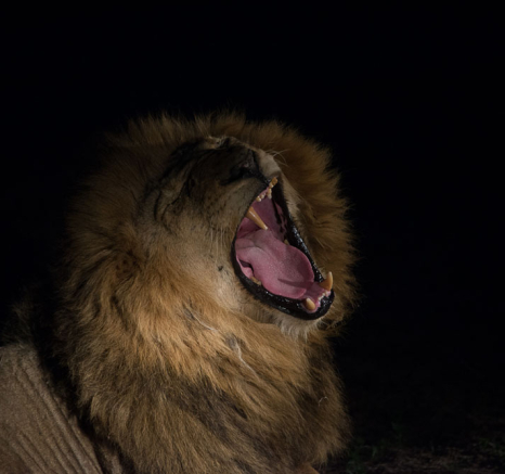 Sand River Males Grant Rodewijk Sand River Males Grant Rodewijk
