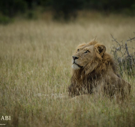 11001590 814930281887958 415248632263821506 O