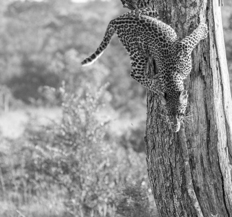 14Mike L Lbc Cub Tree 5 14Mike L Lbc Cub Tree 5