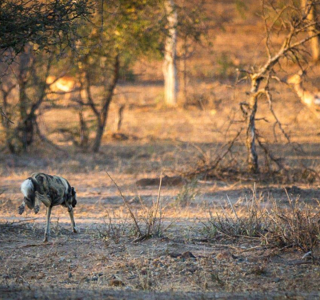 25Franscois Rosslee Wilddog2 1 Of 1