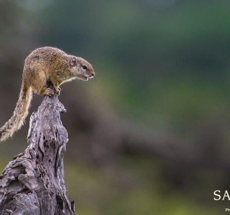 36Terry Ennever Squirrel 4117 Final 36Terry Ennever Squirrel 4117 Final