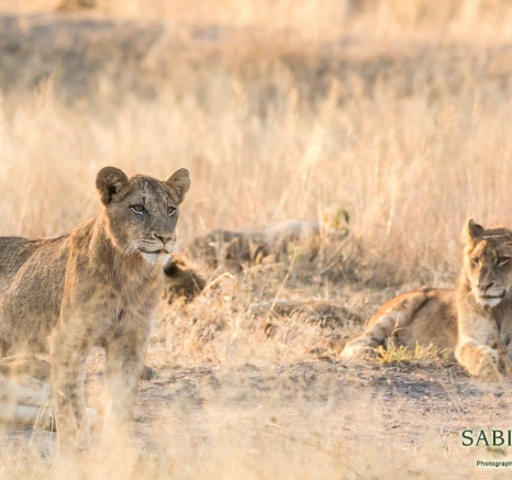 38Sheldon Hooper SP 27 06 17 8 Final