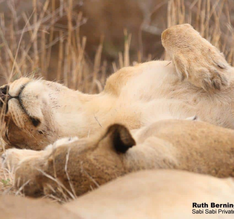 35Ruth Berning Lionesses 04112019 4 Final 35Ruth Berning Lionesses 04112019 4 Final