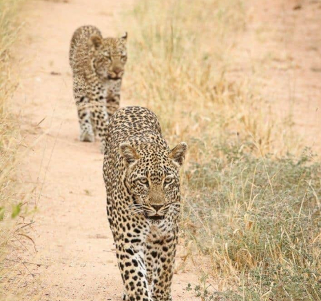 26Ally Ross Soctia And Cub 24032020 Final