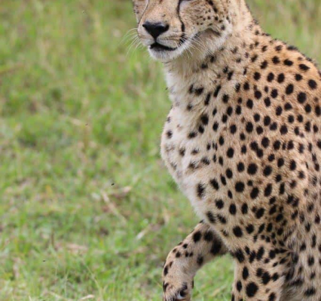 30Louise Murray Cheetah 28042020 2 Final 30Louise Murray Cheetah 28042020 2 Final