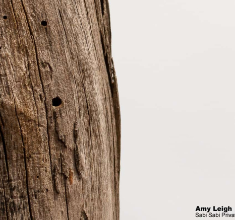 08Amy Leigh Dead Tree Borer Final 08Amy Leigh Dead Tree Borer Final