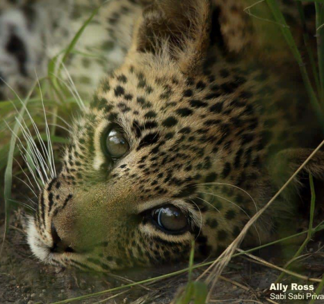 11Ally Ross 20210201 Ntsumi Cub 05 Final