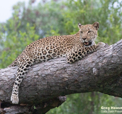 20Greg Heasman Kigelia 0602202101 Final