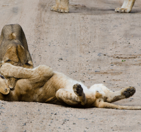 Lions At Play Lions At Play
