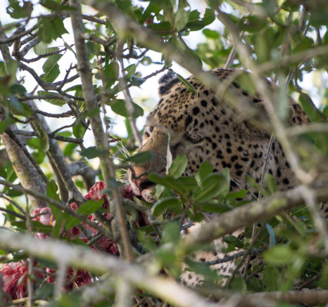 Mahlathini And Hyena 3 Mahlathini And Hyena 3