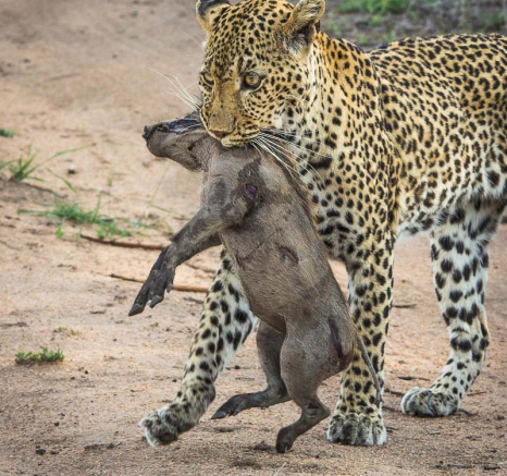 13Franscois Rosslee Wdw3