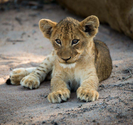 10sp And Cubs Grant Rodewijk 010416 3 10sp And Cubs Grant Rodewijk 010416 3
