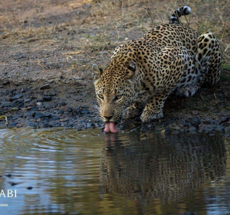 32 Kevan Dobbie Max 150818 Final
