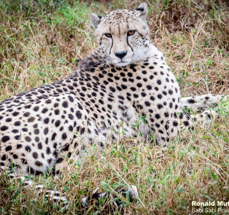 41ronald Mutero Cheetah 19062021 5 Final 41ronald Mutero Cheetah 19062021 5 Final