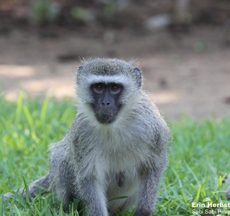 B09Erin Herbst Vervet Monkey 7 031121 Final B09Erin Herbst Vervet Monkey 7 031121 Final