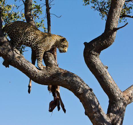 Arboreal Acrobat 6 Arboreal Acrobat 6