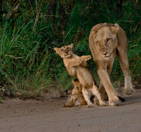 Cub Dance 4 Cub Dance 4
