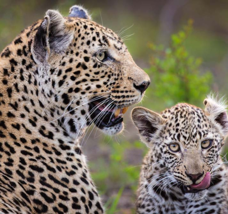 Nottins And Cub 04
