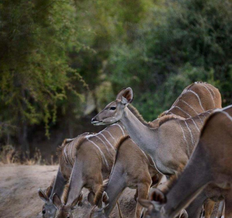 08Mike Palmer Kudu 170616 1 08Mike Palmer Kudu 170616 1