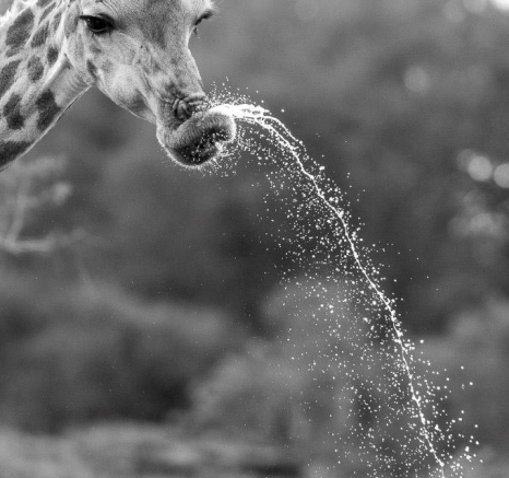 12Kyle 20 Dec Giraffe Fun 6 Final 12Kyle 20 Dec Giraffe Fun 6 Final