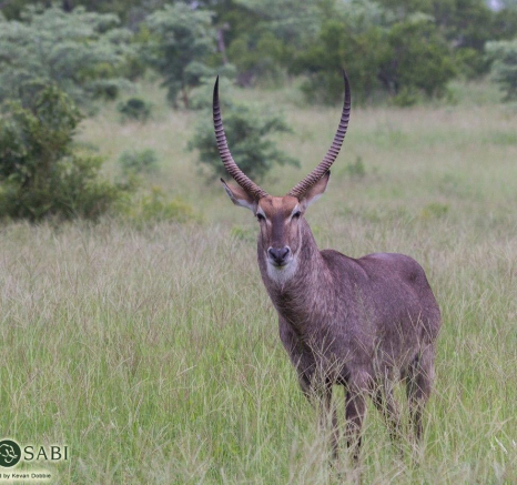 20Kevan Dobbie Waterbuck 31012017 Final 20Kevan Dobbie Waterbuck 31012017 Final