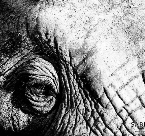 18Sheldon Hooper Elephant Eye 12 04 17 Final 18Sheldon Hooper Elephant Eye 12 04 17 Final