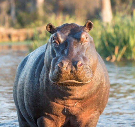 34Francois Malan Hippo 2018903 4 Of 4 Final 34Francois Malan Hippo 2018903 4 Of 4 Final