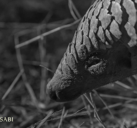 04Kyle 23 July Pangolin 26 Final 04Kyle 23 July Pangolin 26 Final