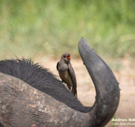 37andries Buffalo 010121 3 Final