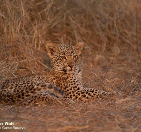 14Tyron Van Der Walt Scotia Aqnd Cub 21092019 4 Final