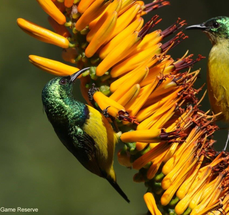 03Marco Vietti Collared Sunbird 110721 Final 03Marco Vietti Collared Sunbird 110721 Final