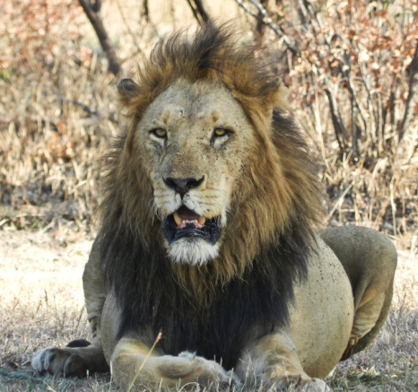 Kruger Male Lion 2 Kruger Male Lion 2