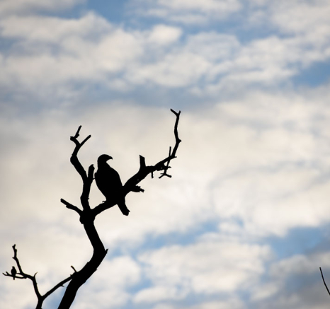 Mike Palmer Steppe Silhouette Mike Palmer Steppe Silhouette