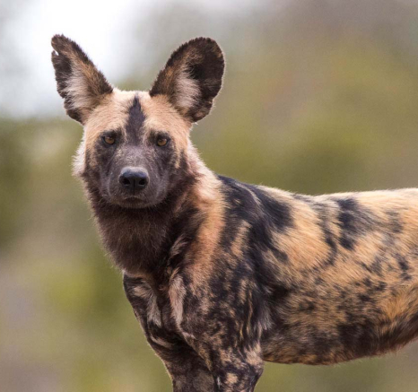 03Pravir Patel Wild Dog01 03Pravir Patel Wild Dog01