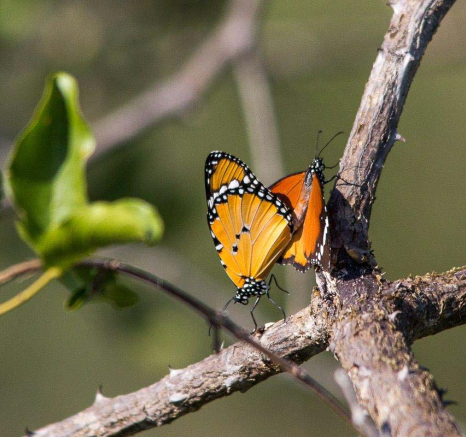 16Franscois Rosslee Monarch 1 16Franscois Rosslee Monarch 1